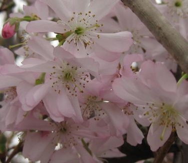 Prunus subhirtella Autumnalis