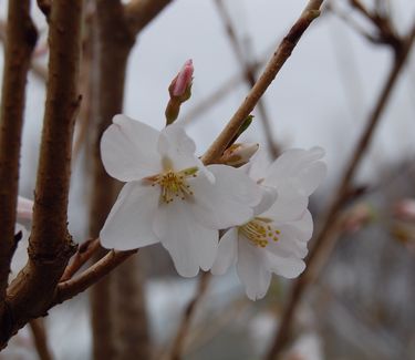 Prunus x yedoensis - 'Yoshino' Cherry