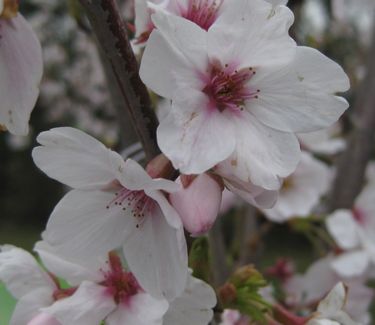 Prunus x yedoensis - Yoshino Cherry 