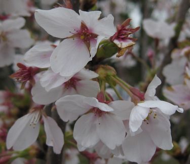 Prunus x yedoensis - Yoshino Cherry