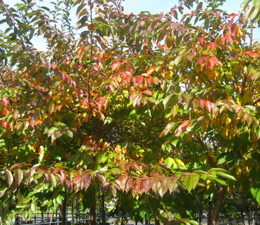 Prunus x yedoensis (Fall color)