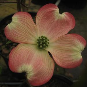 Cornus florida Cherokee Chief