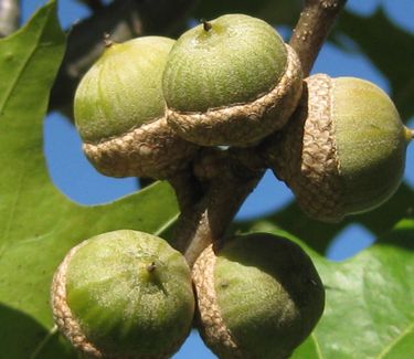 Quercus palustris Green Pillar - Columnar Pin Oak