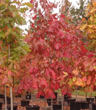 Quercus rubra 