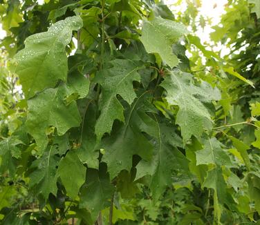 Quercus rubra