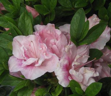 Rhododendron Nancy of Robin Hill