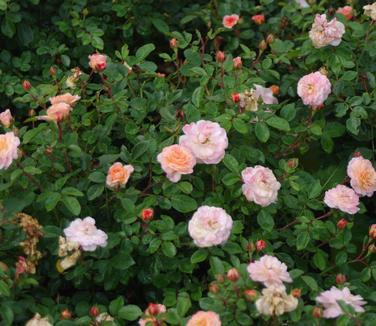 Rosa Apricot Drift