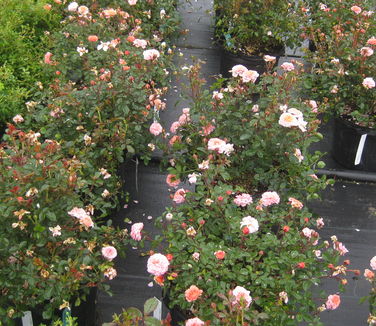 Rosa Apricot Drift