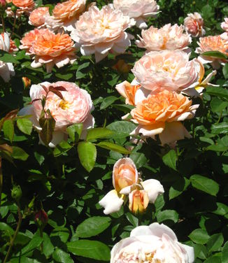 Rosa Apricot Drift