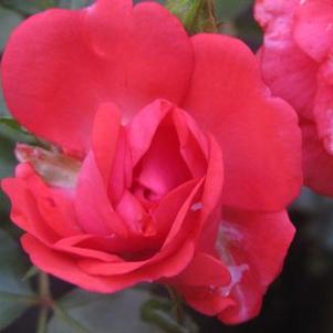 Rosa Coral Drift®