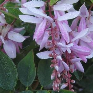 Indigofera decora 