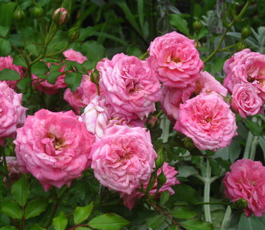 Rosa Sweet Drift