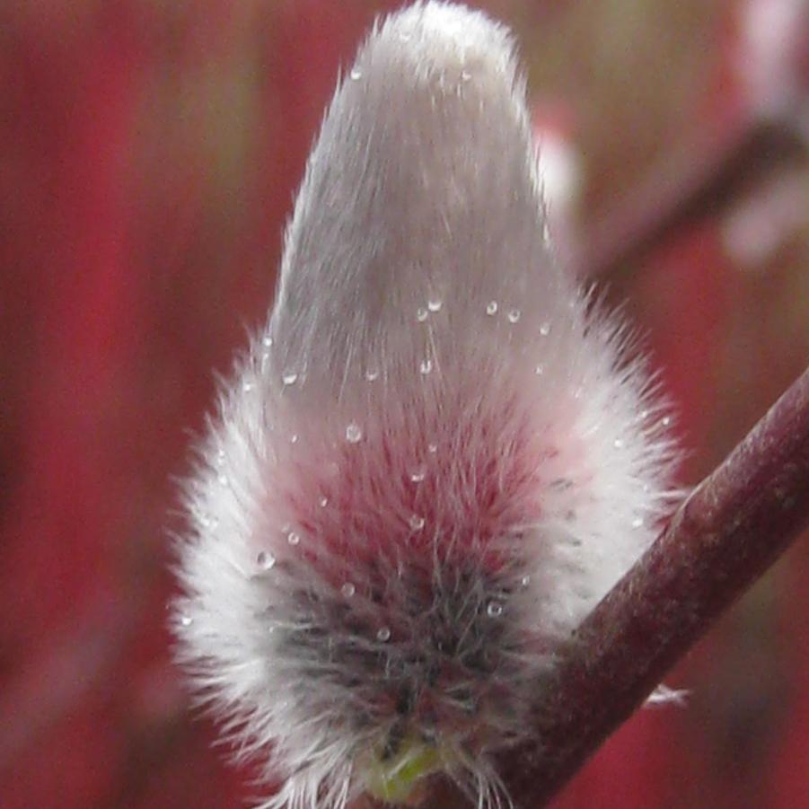 Salix chaenomeloides