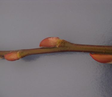 Salix chaenomeloides - Japanese Pussy Willow (Twig color - Nov)
