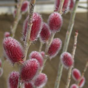 Salix gracilistyla Mt. Aso