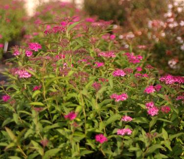 Spiraea japonica 'Anthony Waterer'