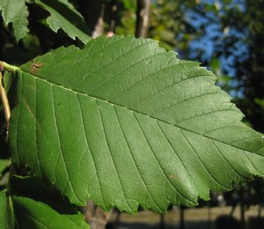 Ulmus americana Princeton