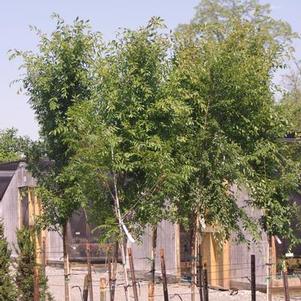 Ulmus parvifolia Allee®