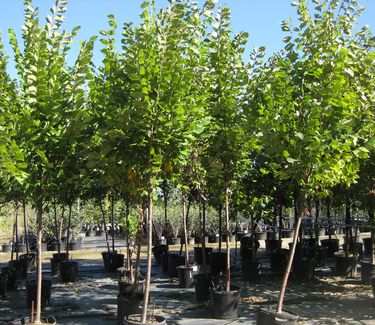 Ulmus americana 'Princeton' - American Elm