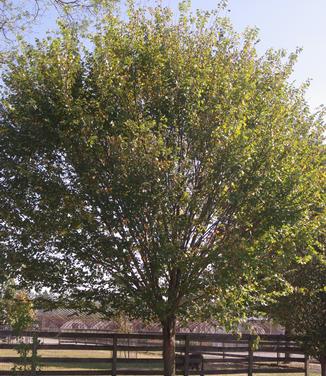 Ulmus americana Princeton