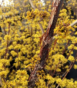 Cornus officinalis Kintoki - Japanese Cornel Dogwood