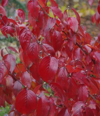 Cornus officinalis Kintoki 