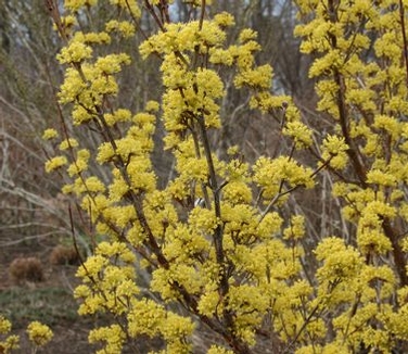 Cornus officinalis 'Kintoki'