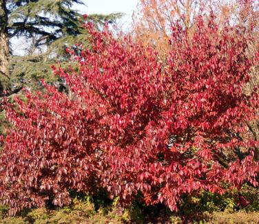 Cornus officinalis Kintoki - (fall color)