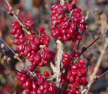 Cornus officinalis Kintoki - (fruit)