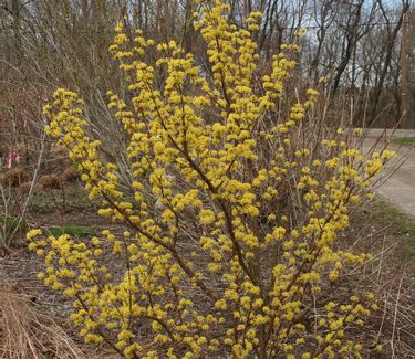 Cornus officinalis 'Kintoki' - Japanese Cornel Dogwood