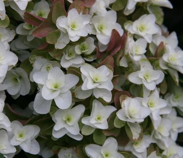 Hydrangea quercifolia 'Snowflake' 