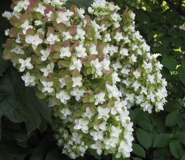 Hydrangea quercifolia Snowflake - Oakleaf Hydrangea
