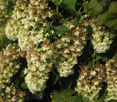 Hydrangea quercifolia Snowflake - Oakleaf Hydrangea