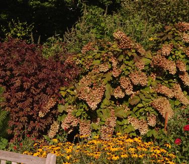 Hydrangea quercifolia 'Snowflake' (NYBG)