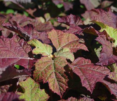 Hydrangea quercifolia Snowflake 