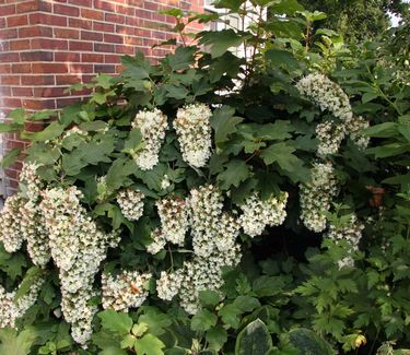 Hydrangea quercifolia 'Snowflake' 