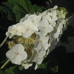 Hydrangea quercifolia Snow Queen™