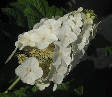 Hydrangea quercifolia Snow Queen™ 