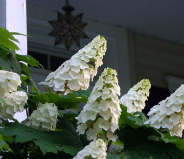 Hydrangea quercifolia Snow Queen