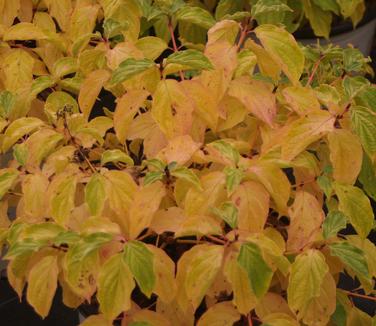 Cornus sanguinea Arctic Sun