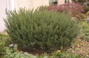 Cephalotaxus harringtonia Duke Gardens