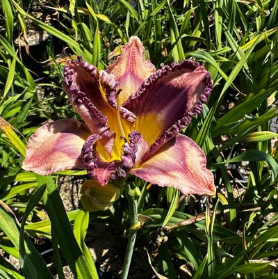 Hemerocallis You've Got Soul