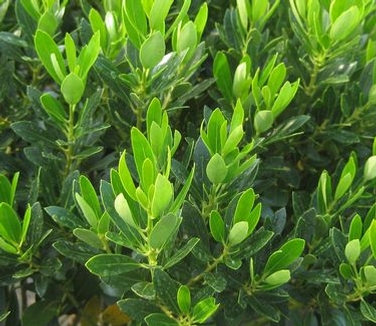 Ilex glabra Shamrock