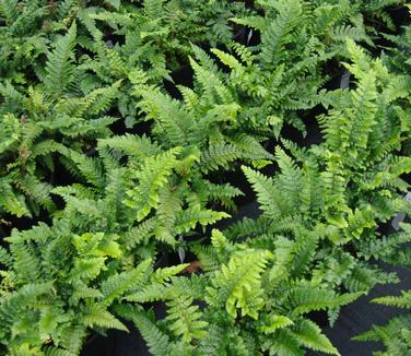 Polystichum polyblepharum 