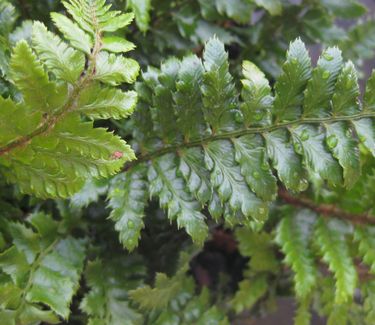 Polystichum polyblepharum - Tassel Fern