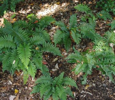 Polystichum polyblepharum (@ Scott Arb)