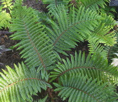 Polystichum polyblepharum - Tassel Fern (NYBG)