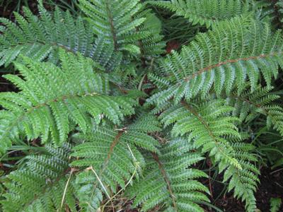 Polystichum polyblepharum - Tassel Fern