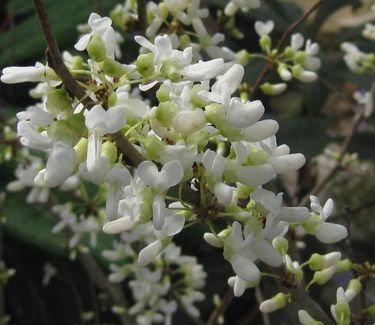 Cercis chinensis Alba - White Chinese Redbud