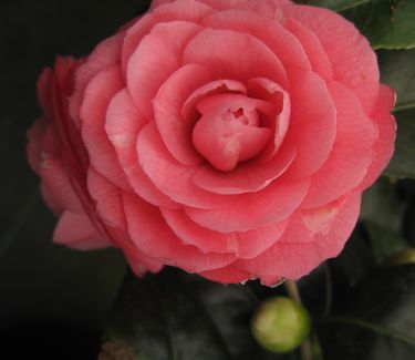 Camellia x 'April Kiss'